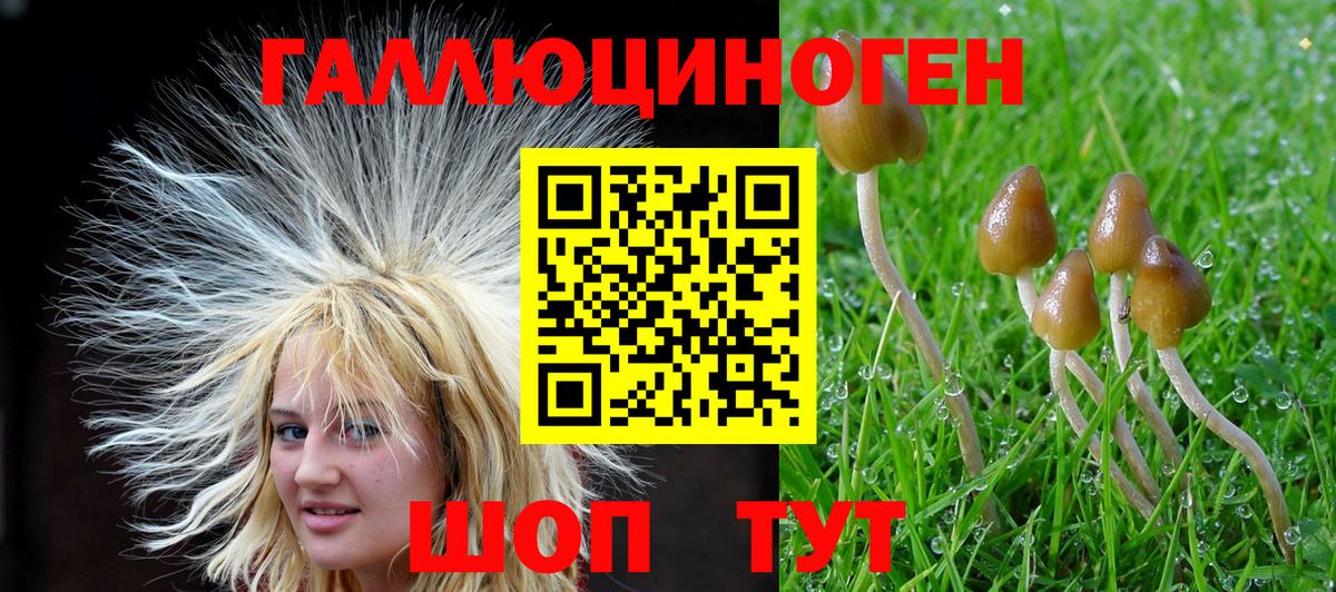 Галлюциногенные грибы Psilocybe  Вход с VPN  Славгород 